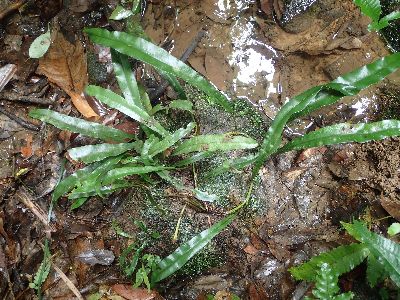Lomariopsis spectabilis@cLWmI